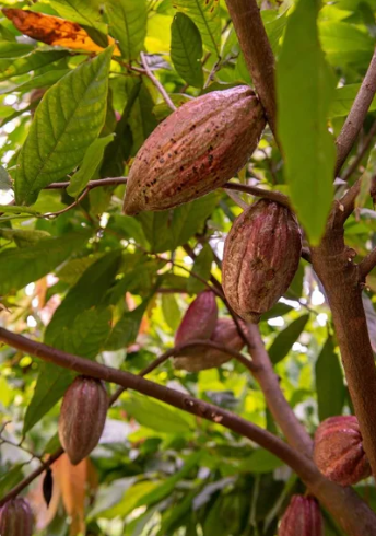 Granos de cacao fermentados de calidad superior