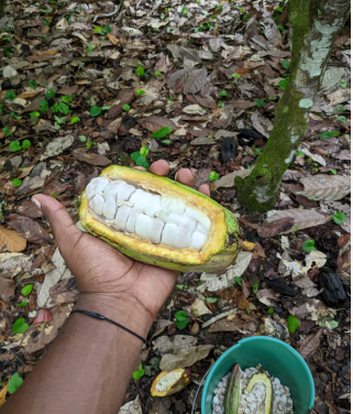 Cultivo y cosecha de Cacao fino de aroma