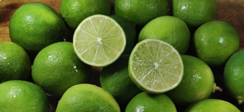 Cosecha de Limón Tahití cítricos de exportación